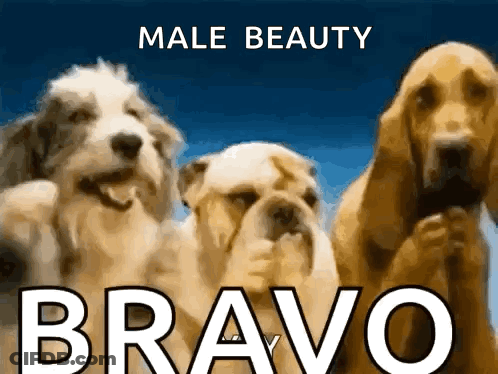 Three Dogs Standing Male Beauty Bravo GIF