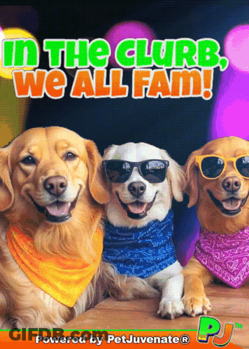 Dogs With Bandanas And Sunglasses In Club GIF