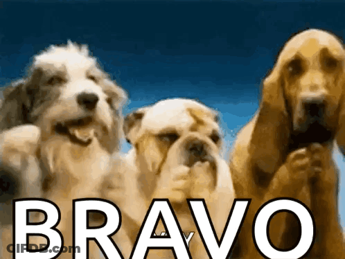 Three Dogs With Bravo GIF
