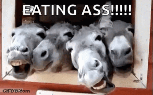 Three Donkeys Standing Eating GIF