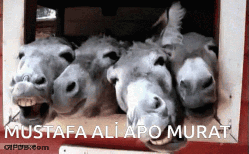 Three Donkeys With Mustafa Ali Apo Murat GIF