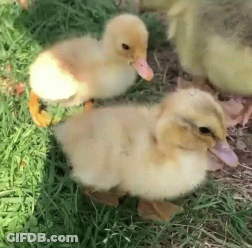 Three Ducklings Are Standing In The Grass And One Has A Red Beak GIF