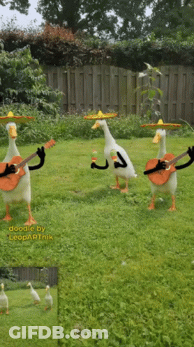 Three Ducks Wearing Sombrero And Playing Guitars In A Grassy Field GIF