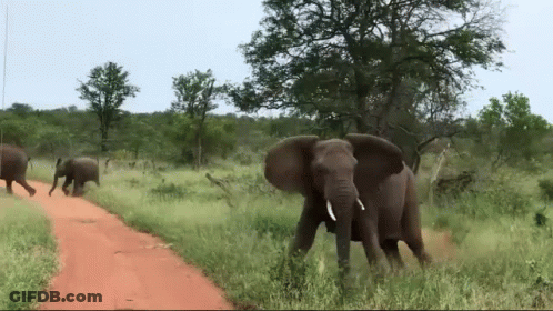 Three Elephants Are Walking Down A Dirt Road In The Wild GIF