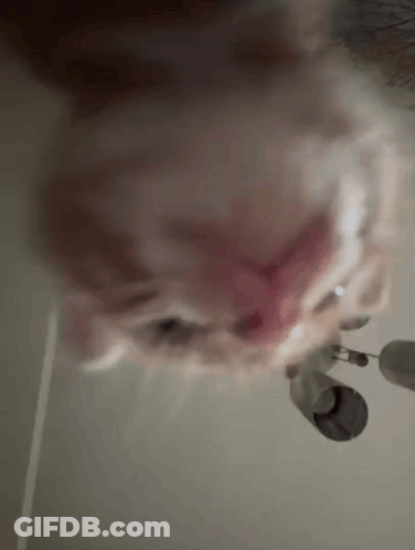 Three Fairies Standing With Eyes Wide Open GIF
