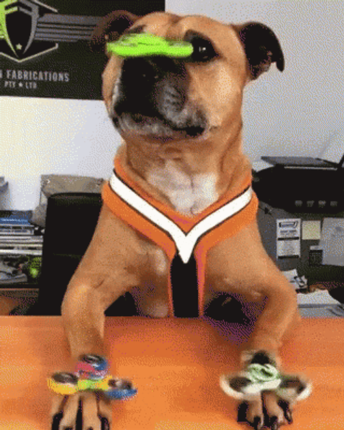 Three Fidget Spinner On Puggle's Body GIF