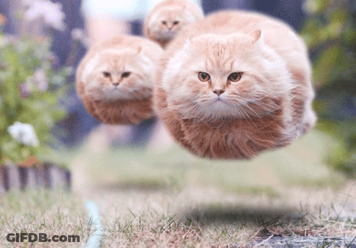 Three Floating Fat Cats GIF