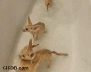 Three Foxes Playing In Bathtub With Bubbles GIF