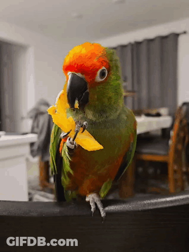 Three Green Birds On Wire Saying Reset GIF