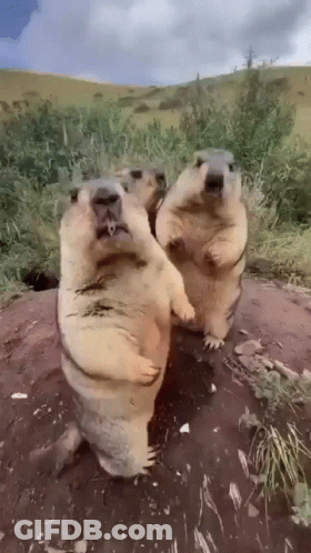 Three Ground Squirrels Are Standing On Their Hind Legs And Looking At The Camera . GIF