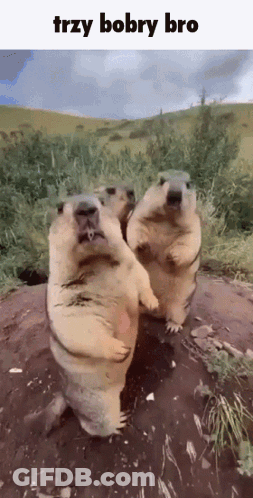 Three Ground Squirrels Standing With Trzy Bobby Bro GIF