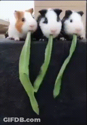 Three Guinea Pigs Are Eating A Green Leaf Together GIF