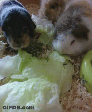 Three Guinea Pigs Are Eating Lettuce And Apples Together GIF