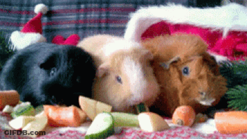 Three Guinea Pigs In Santa Hats Eating Carrots GIF
