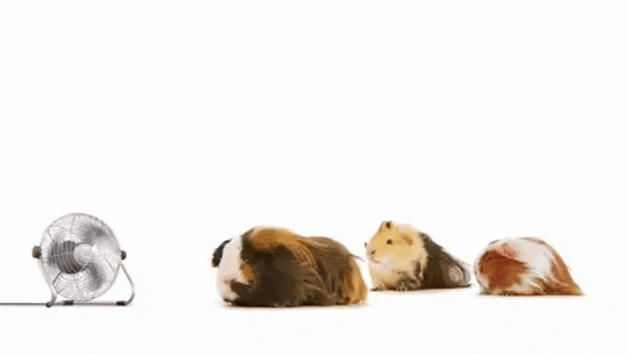 Three Guinea Pigs Infront Of Electric Fan GIF