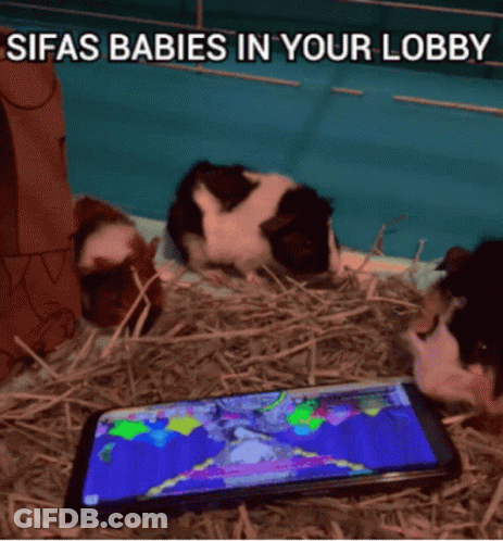 Three Guinea Pigs Playing Video Game Sifas Babies In Your Lobby GIF