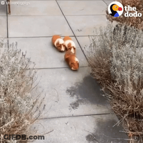 Three Guinea Pigs Walking Down Sidewalk With Dodo Logo GIF