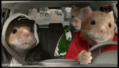 Three Hamsters Are Sitting In A Car Wearing Hoodies And Hats GIF