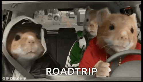 Three Hamsters Are Sitting In A Car With The Word Roadtrip Written On The Screen . GIF