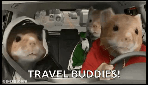 Three Hamsters In A Car Saying Travel Buddies GIF