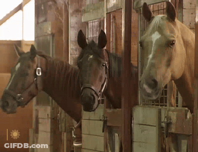 Three Horses Standing In Stable With Sun GIF