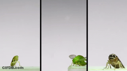 Three Images Of A Bug With The Letters Rp On It GIF