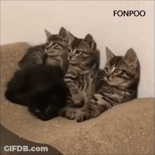 Three Kittens Are Sitting Next To Each Other On A Bed . GIF
