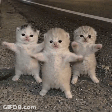 Three Kittens Are Standing Next To Each Other On The Ground And Looking At The Camera . GIF
