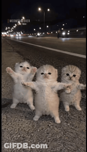 Three Kittens Are Standing Next To Each Other On The Side Of A Road .. GIF