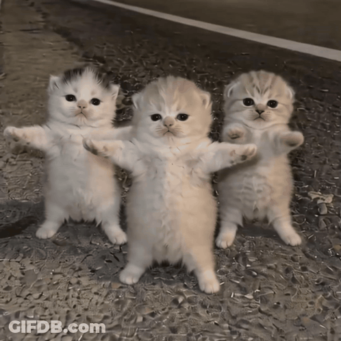 Three Kittens Are Standing Next To Each Other With Their Paws Outstretched GIF