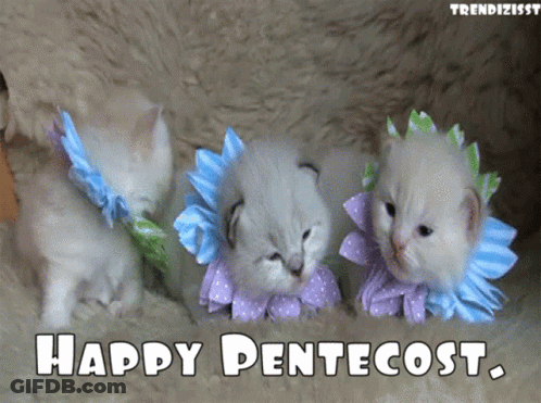 Three Kittens Happy Pentecost GIF