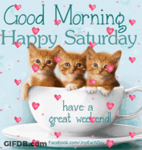 Three Kittens In Cup Good Morning Saturday GIF