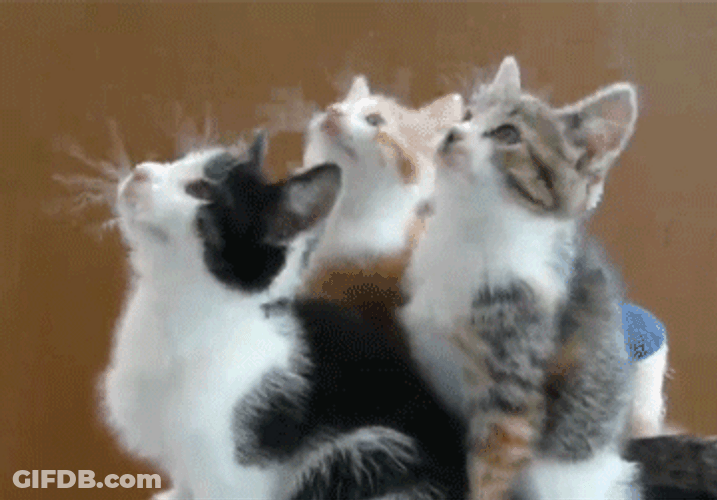 Three Kittens Looking Up GIF
