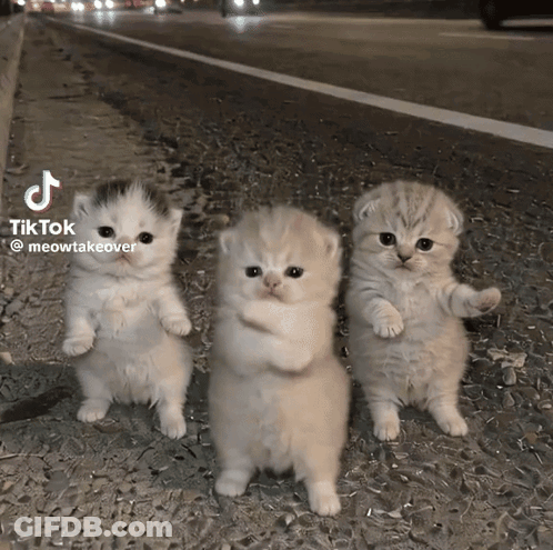 Three Kittens On Sidewalk With TikTok GIF