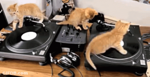 Three Kittens Playing Music On Turntable GIF