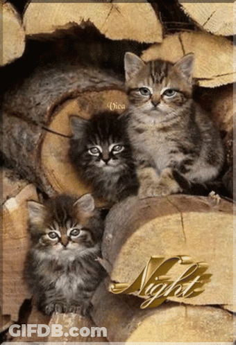 Three Kittens Sitting On Logs Saying Night GIF
