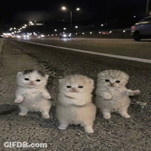 Three Kittens Standing By Road GIF