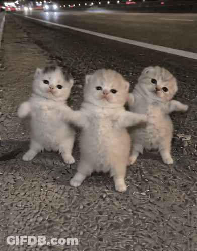 Three Kittens Standing On Sidewalk GIF