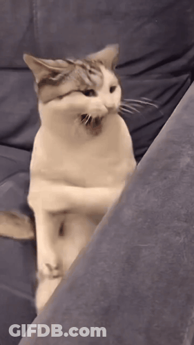 Three Kittens Standing On Sidewalk With TikTok GIF