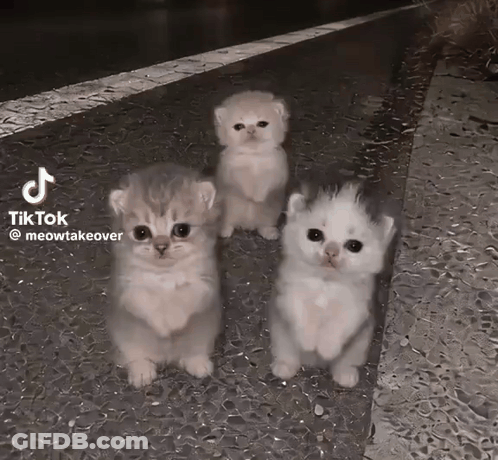 Three Kittens Standing On Sidewalk With TikTok GIF