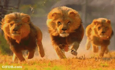 Three Lion Cubs Are Running In A Field GIF