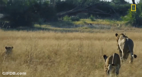 Three Lions Are Running In A Field With A National Geographic Logo On The Bottom Right GIF