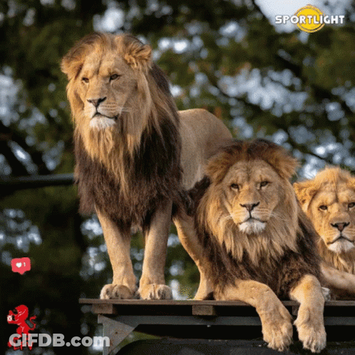 Three Lions Are Standing And Laying On A Wooden Platform With The Word Sportlicht Behind Them GIF
