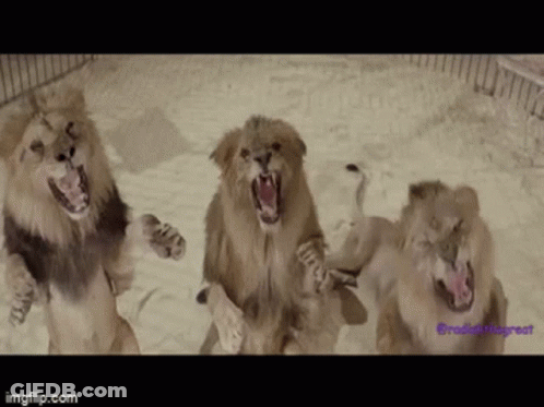 Three Lions Are Standing In The Sand With Their Mouths Open . GIF