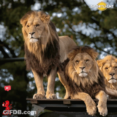 Three Lions Standing And Laying On A Wooden Platform With The Word Sportlicht On The Bottom GIF