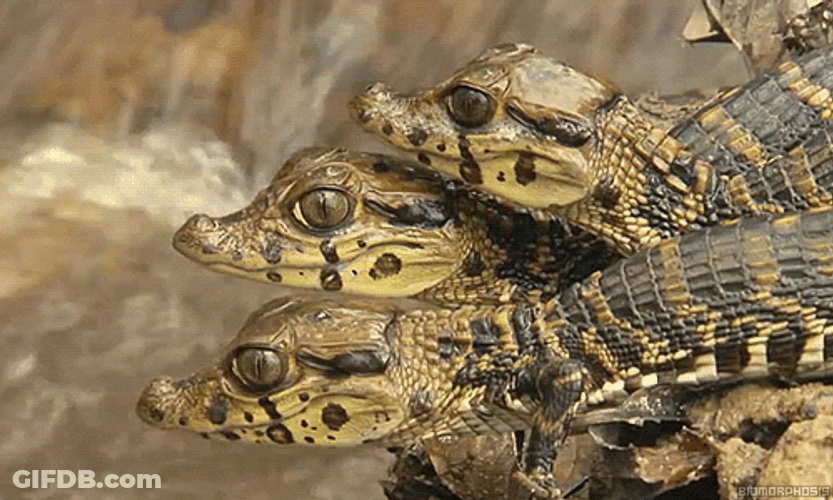 Three Little Alligator Beside Waterfalls GIF