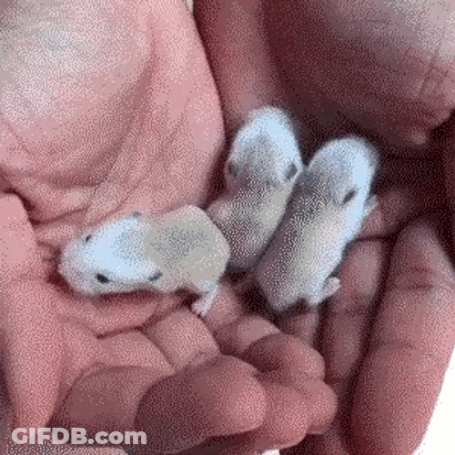 Three Little New Born Mouse GIF