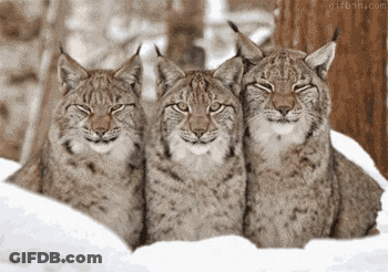 Three Lynx Are Laying In The Snow And Smiling For The Camera GIF