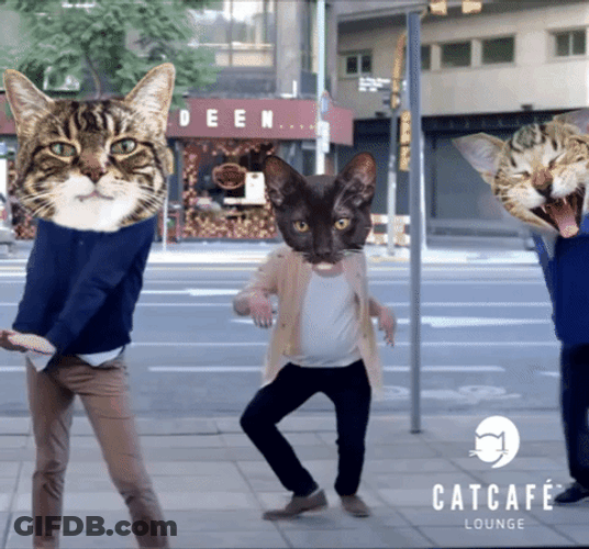 Three Man Cat Dance Meme GIF