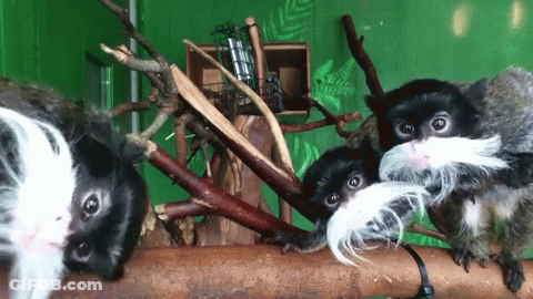 Three Monkeys Sitting On Branch One With White Mustache GIF